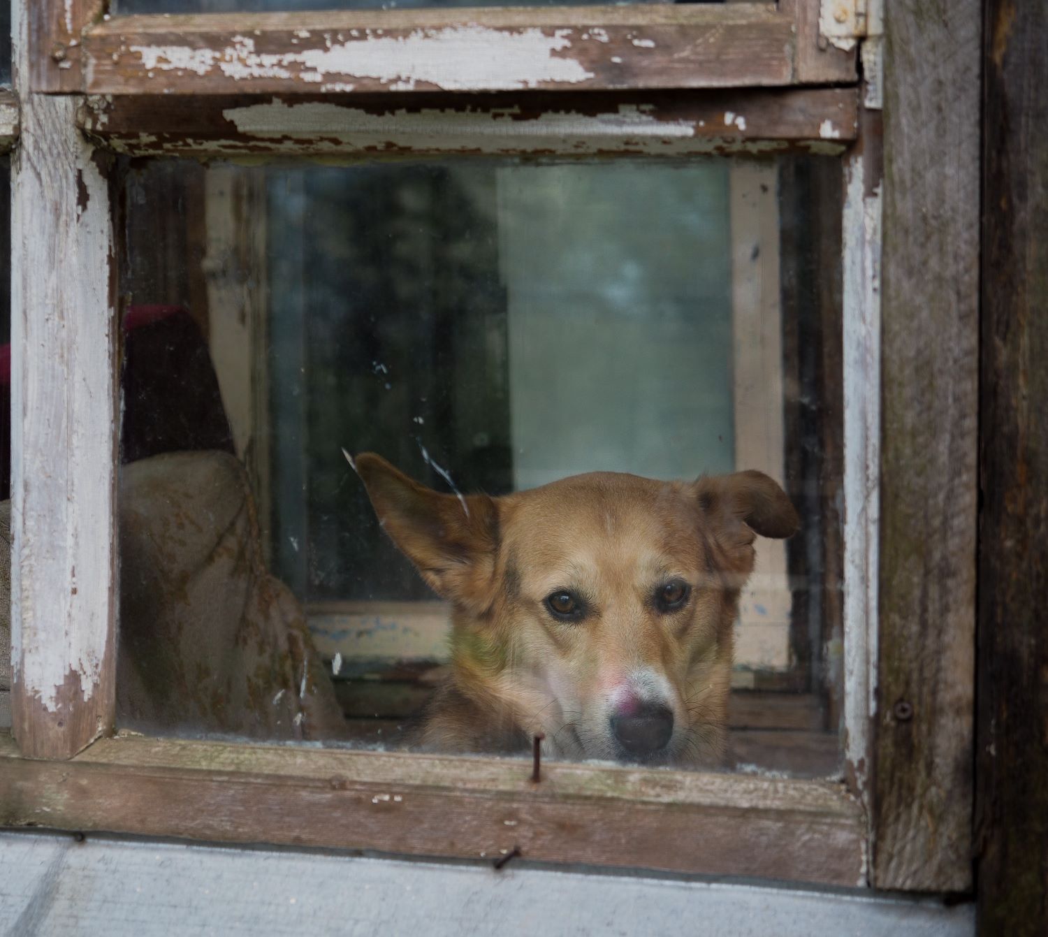 dog in window