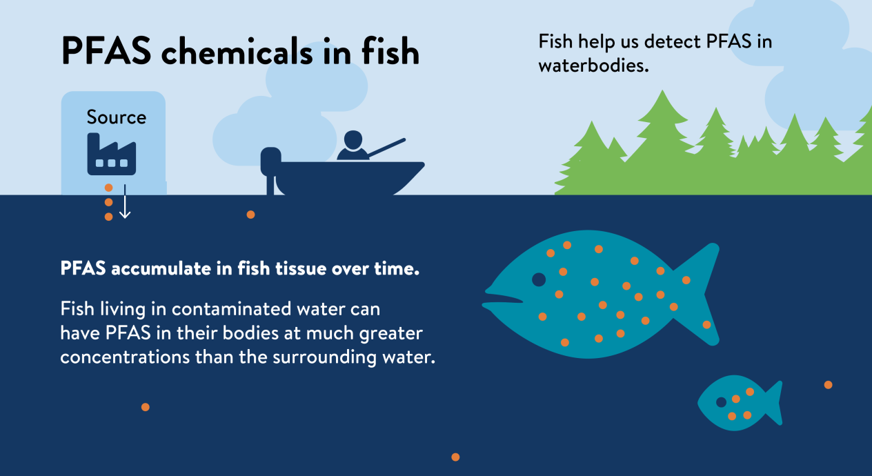 PFAS in fish; graphic courtesy the Minnesota Pollution Control Agency