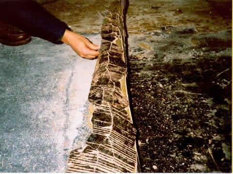 Asbestos Floor Tile Removal Guidance Photographs Eh Minnesota