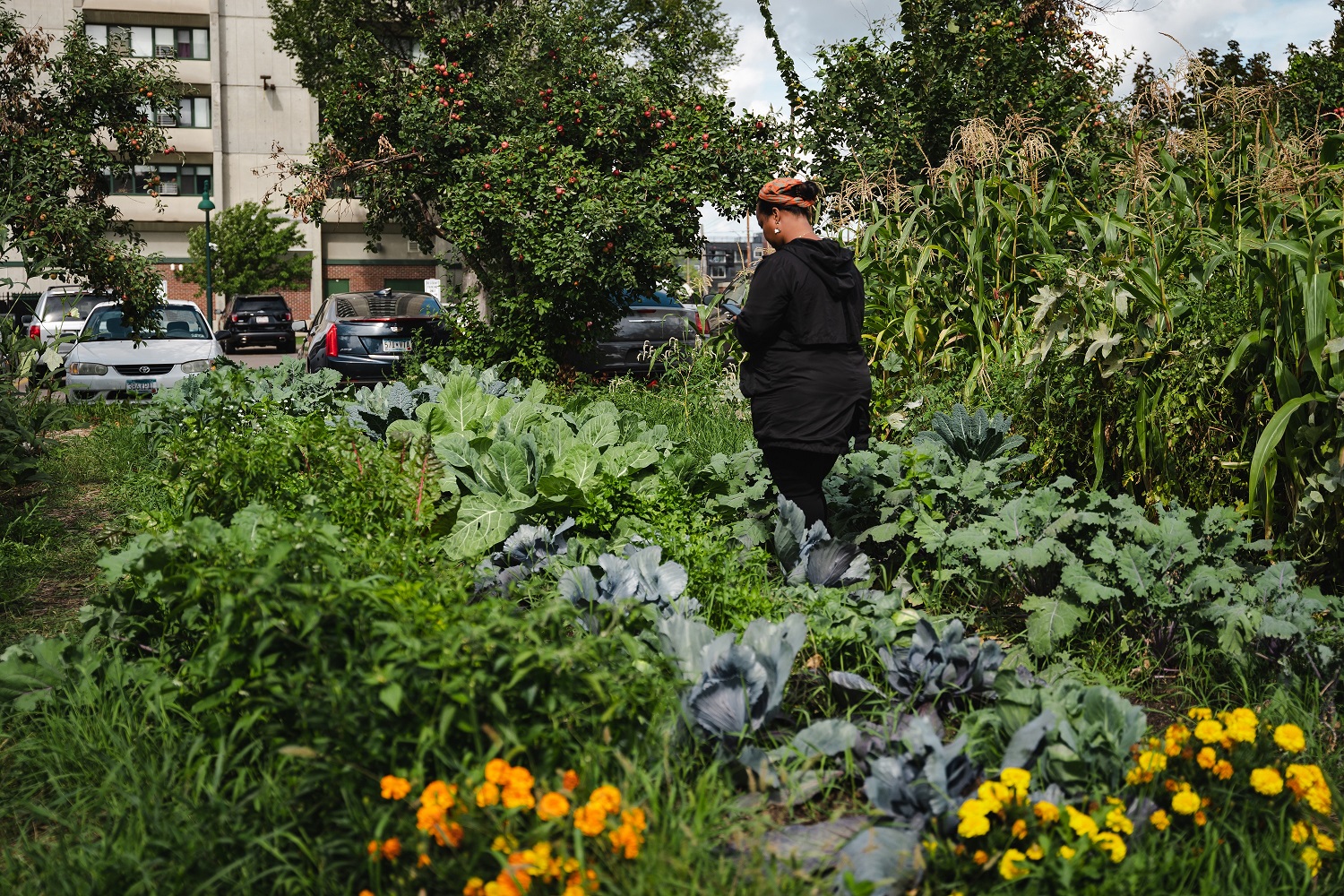  woman working in an urban garden; Source- Minnesota Department of Agriculture 