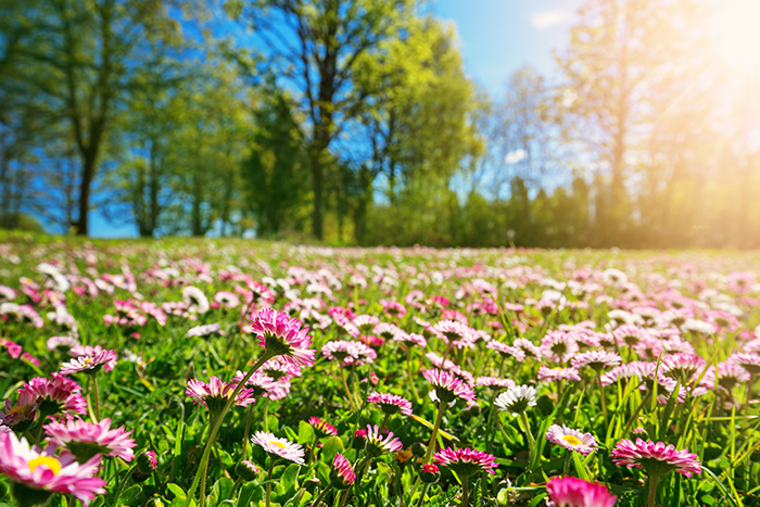 a green meadow with pink flowers and a bright blue sky
