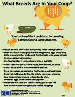 What Breeds Are In Your Coop?