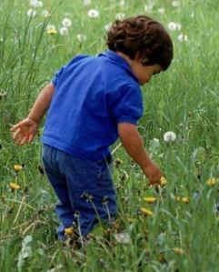Boy in a green field picking a dandelion.