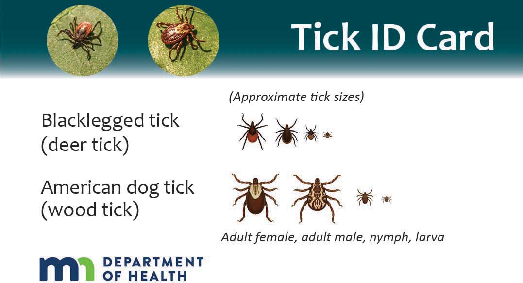 deer tick identification