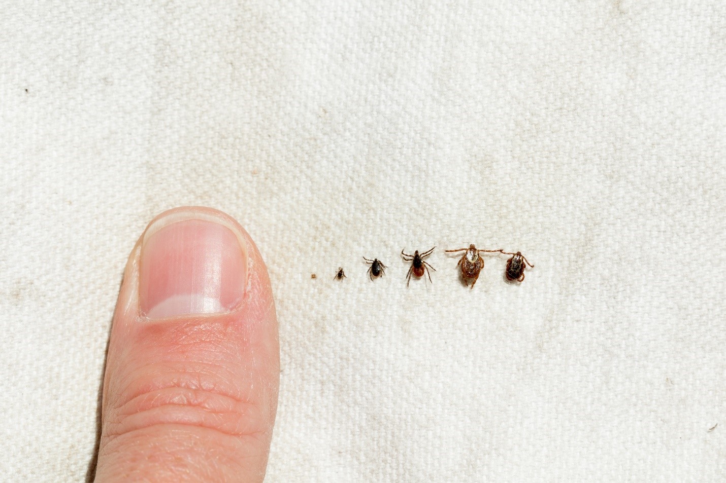 tick larvae identification